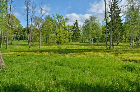 A large clearing in the forest Dense green grass grows on it.の写真素材