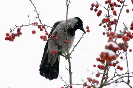 A crow sits on a branch and pecks on a mountain ash. In winter, it is delicious food for poultry.の写真素材