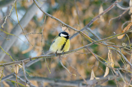 The titmouse is a widespread bird. She has a yellow breast. Cheerful, agile, playful animal.の写真素材