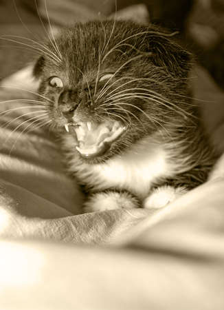 Small kitten, breed fold, angry.He wants to eat.の写真素材