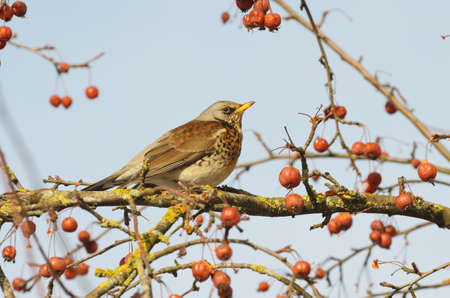 Bird Thrush who loves to eat mountain ash.This is a winter treat for a bird.