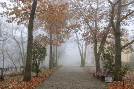 It is late autumn, the leaves have fallen from the trees, and the park is thick with fog.の写真素材
