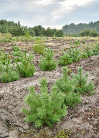 Planting of young pines.Over time, there will be a pine forest.の写真素材