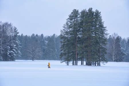 Winter weather in the forest.の写真素材