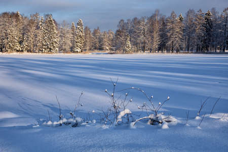 Beautiful winter landscape.The forest is cold and there is snow everywhere.の写真素材