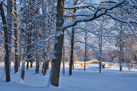 Beautiful winter landscape.The forest is cold and there is snow everywhere.の写真素材