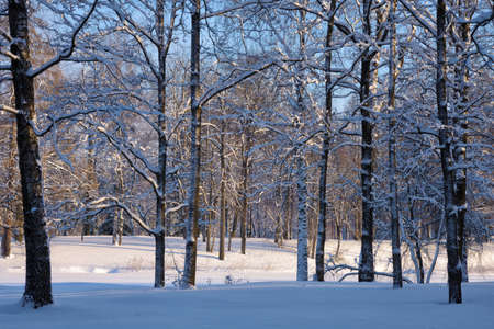 Beautiful winter landscape.The forest is cold and there is snow everywhere.の写真素材