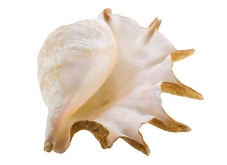 Big sea shell isolated on white background