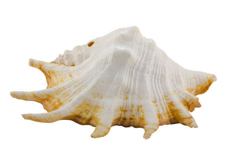 Big sea shell isolated on white backgroundの写真素材
