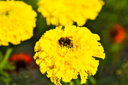 Wasp on a yellow flower with a blurred background with flowersの写真素材