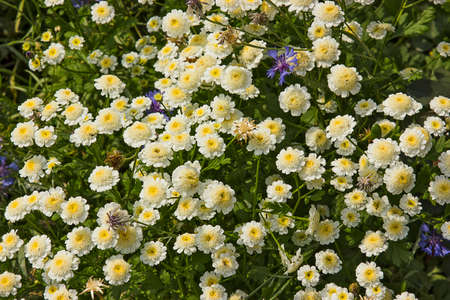 Wildflowers on a background of blue flowers with green leavesの写真素材
