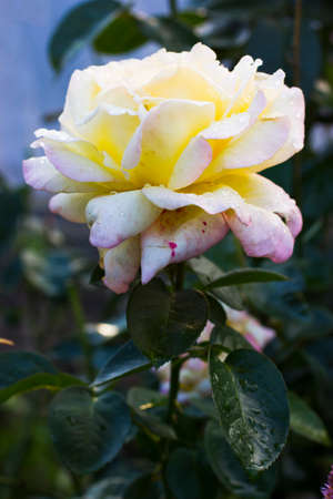 white rose with morning dew with a blurred background of green leaves.の写真素材
