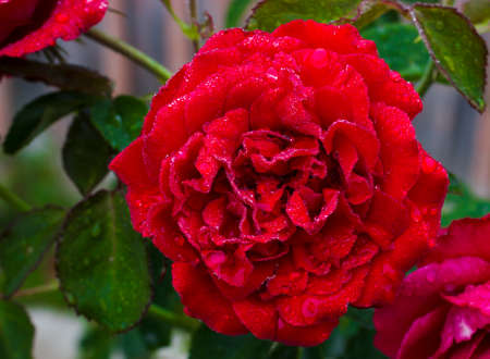 red rose with morning dew with a blurred background of green leaves.の写真素材