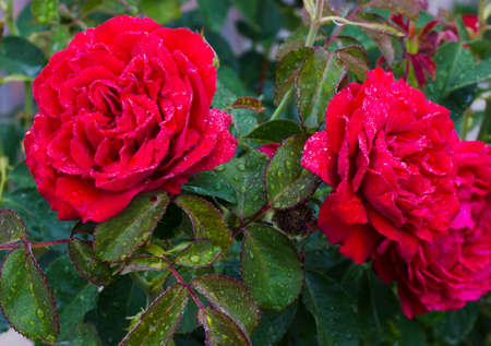 Dew on a red rose in the garden on a background of green leaves.の写真素材