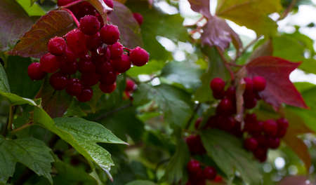 red viburnum with leaves on the tree greenの写真素材