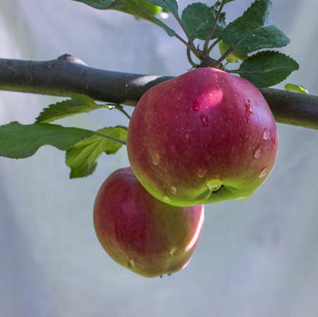 red apples on a branch with green leaves on gray background.の写真素材