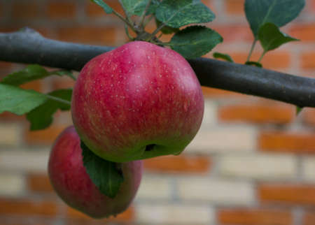red apple on a tree branch with green leavesの写真素材
