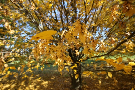 autumn leavesの写真素材