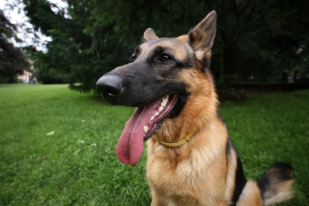 German Shepherd youngの写真素材