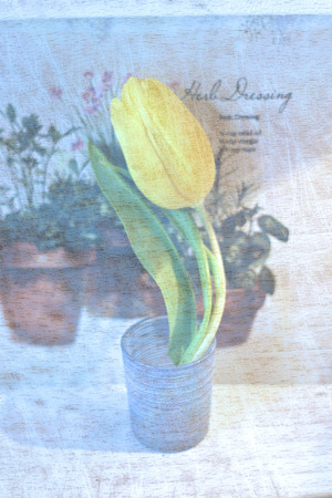 yellow tulip - vintage の写真素材