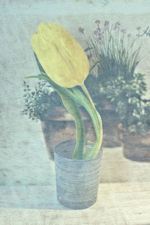 yellow tulip - vintage の写真素材