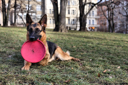 German Shepherd with a toy on the grassの写真素材