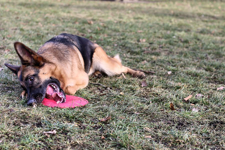 German Shepherd with a toy on the grassの写真素材