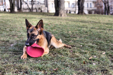 German Shepherd with a toy on the grassの写真素材