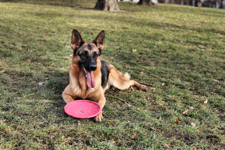 German Shepherd with a toy on the grassの写真素材