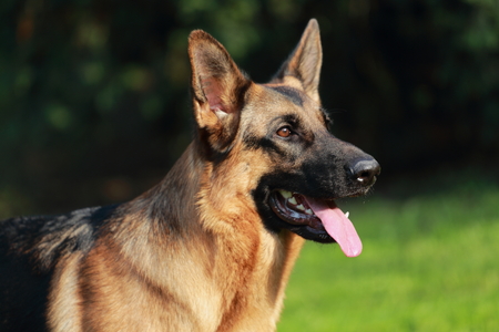 young German Shepherdの写真素材