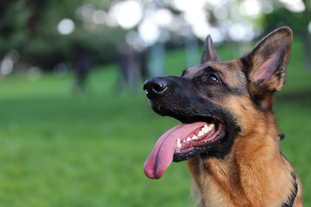 young German Shepherdの写真素材