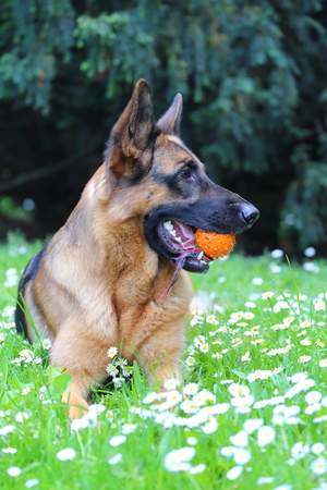 young German Shepherd on the grassの写真素材