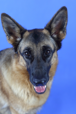 young German Shepherdの写真素材