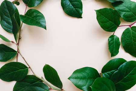 Beautiful circle green frame of branches on a pink background.の写真素材