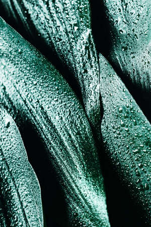 Background of green wet leaves after rain. Creative layout.の写真素材