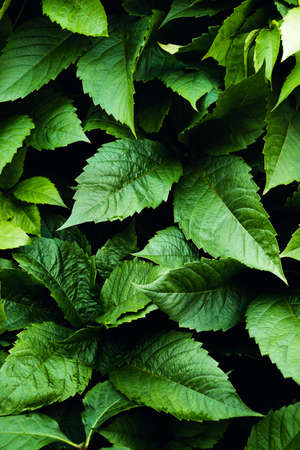 Agriculture, garden plant. Natural green pattern background