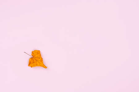 Dry leaf on pastel pink background. Flat lay, top view, copy space. Autumn, fall concept.の写真素材