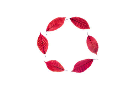 Backdrop of colorful autumn leaves. Flat lay, top view. Autumn, fall concept. The shape of a circle.の写真素材