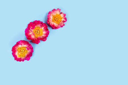 Flower blue background. Tree peonies in a corner on a blue background. Flat lay, top view, copy...