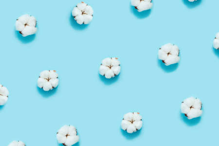 Zero waste pattern. Cotton flowers on blue background. Flat lay, top view, copy space.
