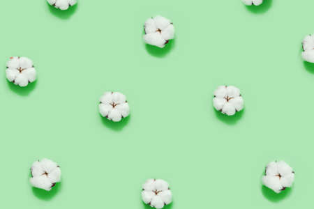 Zero waste pattern. Cotton flowers on mint green background. Flat lay, top view, copy space.の写真素材