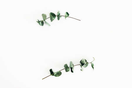 Sprigs of eucalyptus on isolated white background.の写真素材