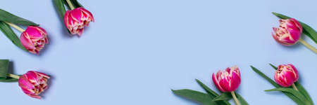 Greeting web banner with purple tulips on blue background and place for your text.