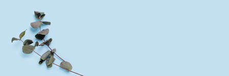 Web banner with two sprigs of eucalyptus on blue background.の写真素材