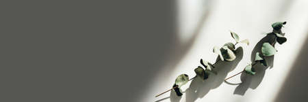 Sprigs of eucalyptus on white background in sunlights.