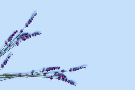 Blue background with two sprigs of lavender and space for text.の写真素材