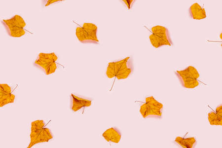 Autumn composition. Pink background with maple leaves. Flat lay, top view.の写真素材