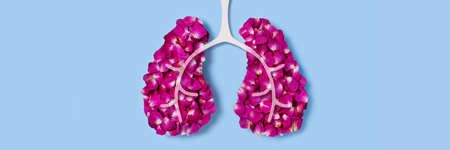 Rose petals in the shape of the lungs. Web banner with a blue background. Concept picture.の写真素材