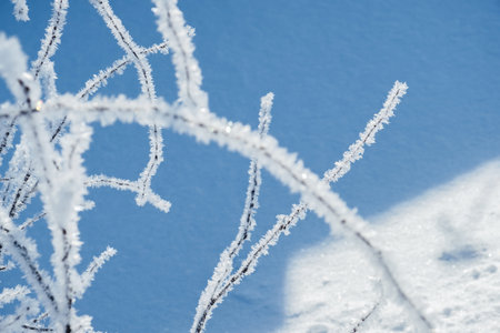 Snow-covered branches of wood against the blue snow cover.