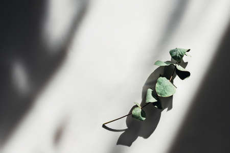 Photo with eucalyptus brunch on white background in sun.の写真素材